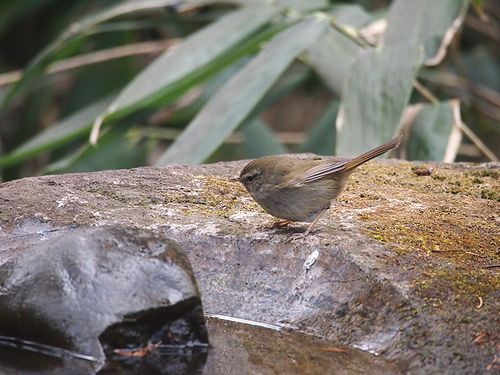 飯田橋・鳥見レポート〈うぐいす餅はメジロ色〉 : Web東京創元社マガジン