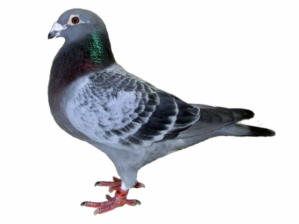 種鳩 写真 ｔｏｍ ｌｏｆｔ の レース鳩 飼育日誌