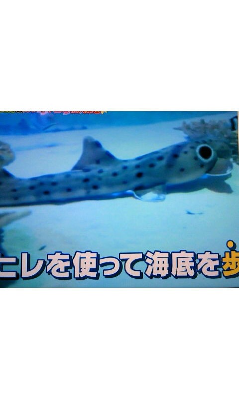 水族館を100倍楽しむ 驚き豆知識 カワイイ生き物大集合 蜻蛉の一人言