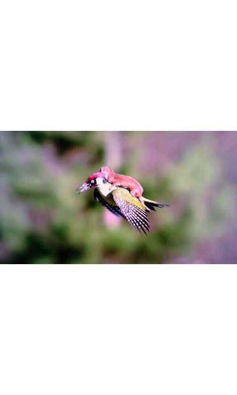 知らなきゃ良かった 話 175 蜻蛉の一人言