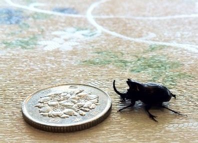 世界最小のカブトムシ あなたはもっと素晴らしい 世界最小のカブトムシ あなたはもっと素晴らしい