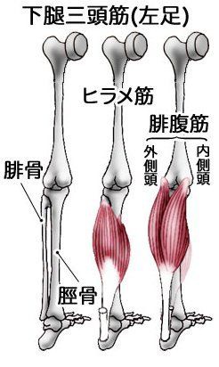 ヒラメ筋の痛み おやじランナー Tomitimes