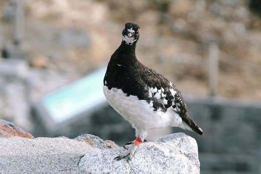 室堂平 みくりが池で出会った雷鳥がとっても可愛かった 旅 食 酒 そして猫