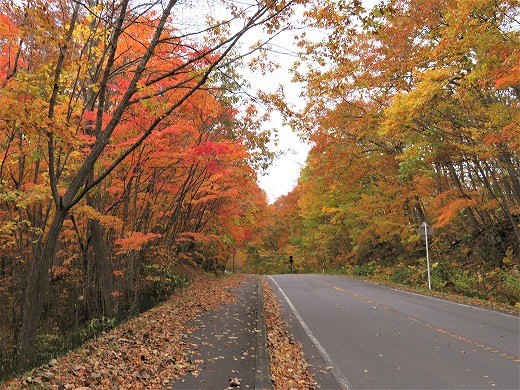 大沼公園の紅葉 見頃のピークでしたがお天気が残念 旅 食 酒 そして猫