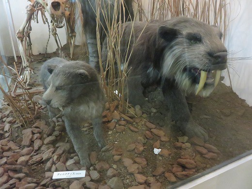 ネコの博物館 日本ネコ科動物研究所 旅 食 酒 そして猫