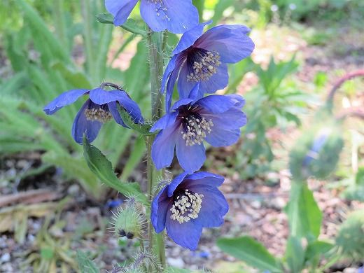 数十年から100年に一度しか咲かないと言われる アガベ の花と 続 幻の青いケシ 旅 食 酒 そして猫
