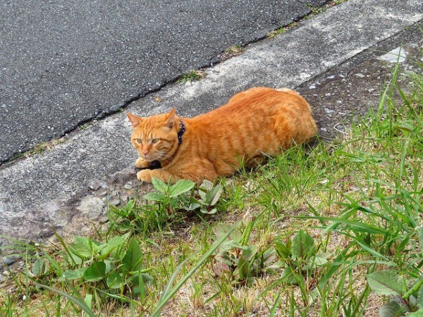 幸せを招くねこ店長 らぶにゃん がパトロールする恋人岬 旅 食 酒 そして猫