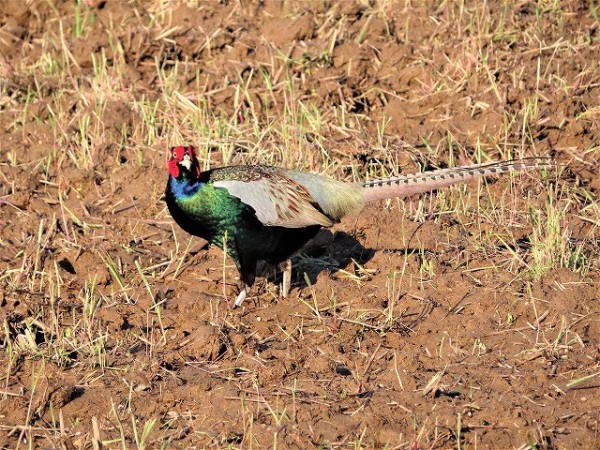 俳句で春の季語を持つ鳥 ヒバリ キジ カワラヒワ ホオジロ 旅 食 酒 そして猫