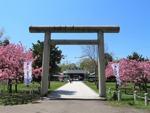札幌護国神社と中島公園の桜 旅 食 酒 そして猫