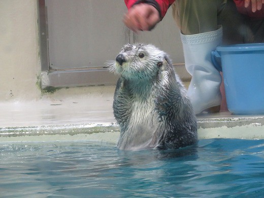 東京ばな奈 ラッコ コーヒー牛乳味と鳥羽水族館の超可愛かったラッコ 旅 食 酒 そして猫