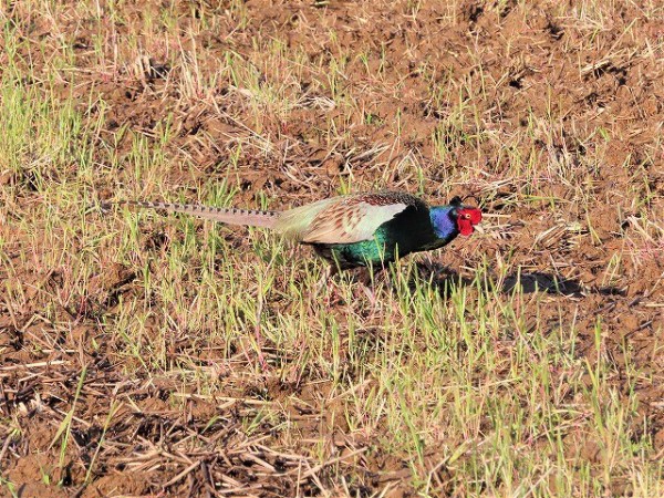 俳句で春の季語を持つ鳥 ヒバリ キジ カワラヒワ ホオジロ 旅 食 酒 そして猫