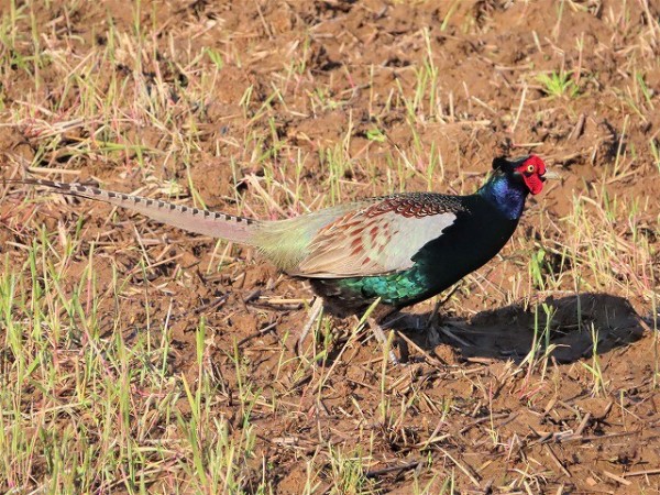 俳句で春の季語を持つ鳥 ヒバリ キジ カワラヒワ ホオジロ 旅 食 酒 そして猫