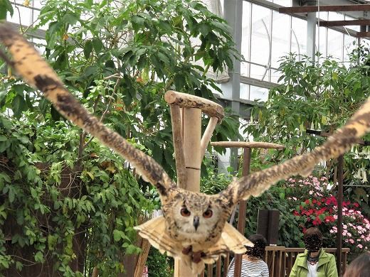 花鳥園 現 神戸どうぶつ王国 鳥 オオハシなど とのふれあい編 旅 食 酒 そして猫