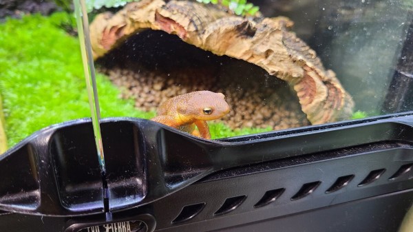 グラステラリウム3030 生体導入 : トモのイモリ記録