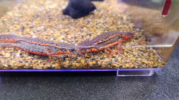 五島列島　福江島　アカハライモリ　3匹 + 保証1匹　残り僅か 五島列島 福江島 アカハライモリ 3匹 + 保証1匹 残り僅か