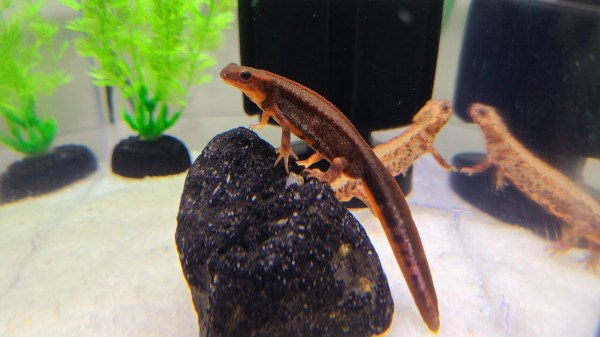 アマミシリケンイモリ卵10個 両生類）一点物 アマミシリケンイモリ WC個体 ♀ 810990（1匹
