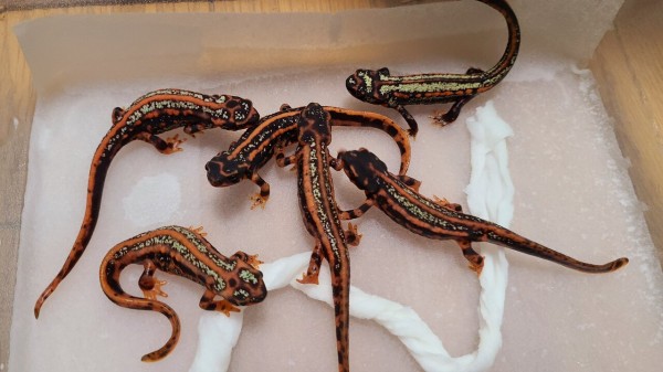 CBシリケンイモリの魅力 : トモのイモリ記録