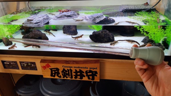 イモリの水棲飼育と水換え トモのイモリ記録