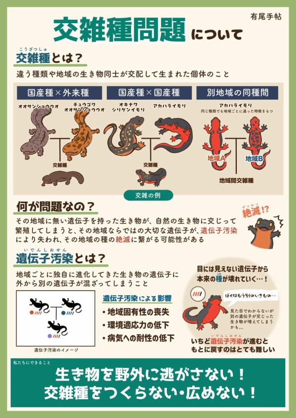 CBシリケンイモリの魅力 : トモのイモリ記録