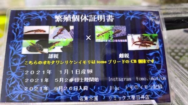 オキナワシリケンイモリ 2020~21CB : トモのイモリ記録