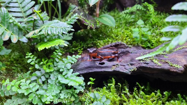 イモリのビバリウムの植物色々 : トモのイモリ記録