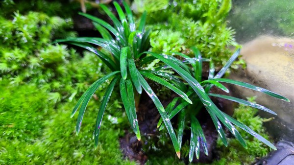 イモリのビバリウムの植物色々 : トモのイモリ記録