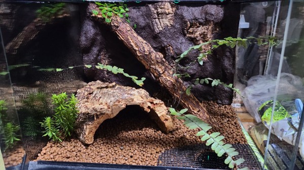 グラステラリウム3030 : トモのイモリ記録