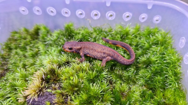 アマミシリケンイモリ 2021CB : トモのイモリ記録