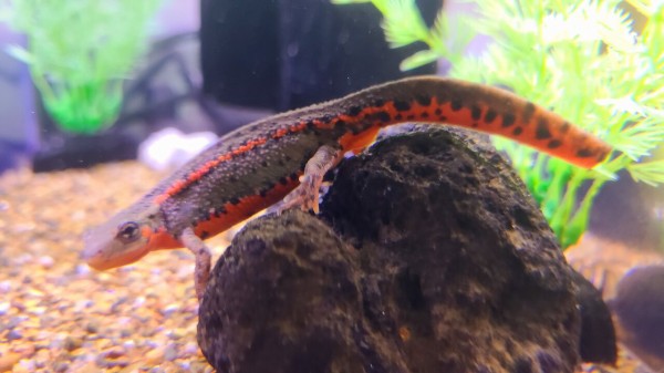 五島列島産 アカハライモリ2024CB : トモのイモリ記録