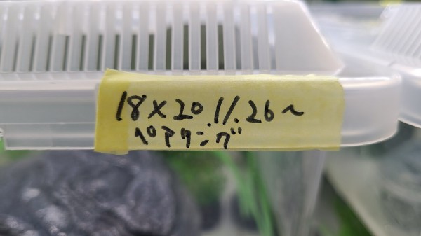 アマミシリケンイモリ2023CB : トモのイモリ記録