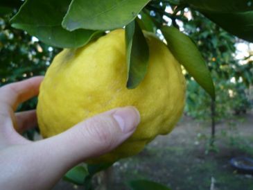 鬼柚子マーマレード おいしいものをこよなく愛す