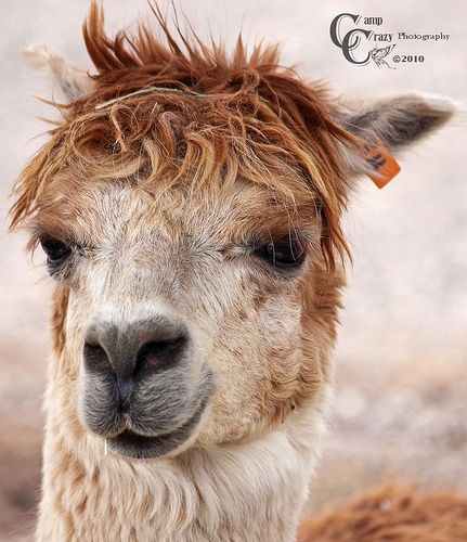 アルパカってイケメンなんですね とものこんなところに行きました