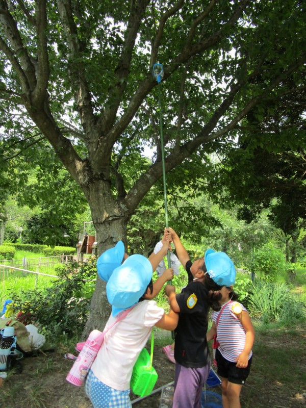 蝉取り ザリガニ釣り 子育てセンターとものもりのブログ