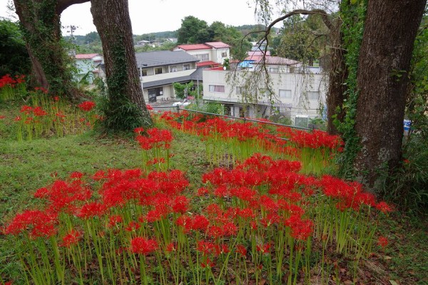 羽黒山公園の彼岸花 ハイキングさ あべじゃ