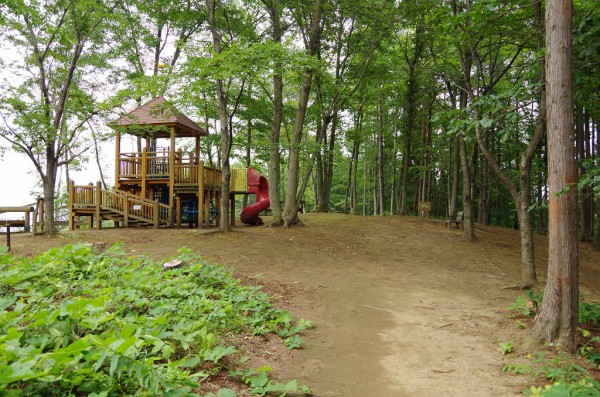 滝沢総合公園のヤマユリ ハイキングさ あべじゃ