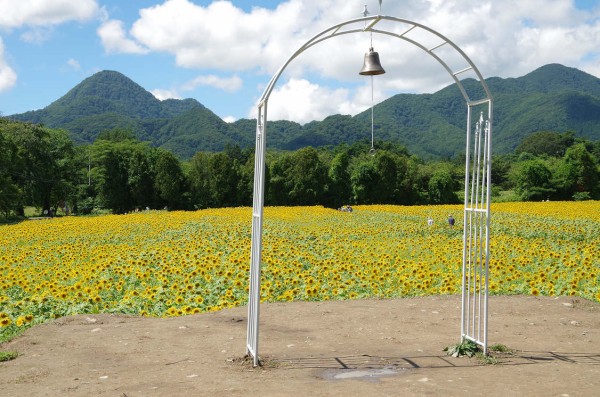 煙山ひまわりパーク ハイキングさ あべじゃ