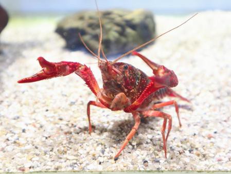 ザリガニが動かない ひっくり返る 横向きで水面に浮くなどの話 虎ノ門虎之助のベランダ ラボラトリー Ft メダカ