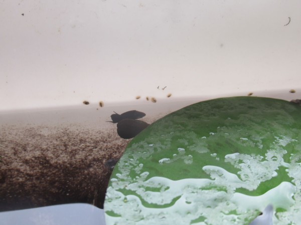 驚異 ヒメタニシ カワニナを凌駕するスネールの繁殖力 虎ノ門虎之助のベランダ ラボラトリー Ft メダカ