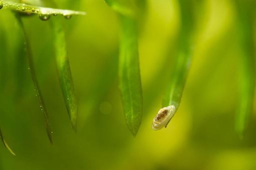 大量発生 水槽に白い虫 どんな虫 害はある 駆除は必要 ミズミミズ ミジンコ プラナリアなど白い虫一覧 虎ノ門虎之助のベランダ ラボラトリー Ft メダカ