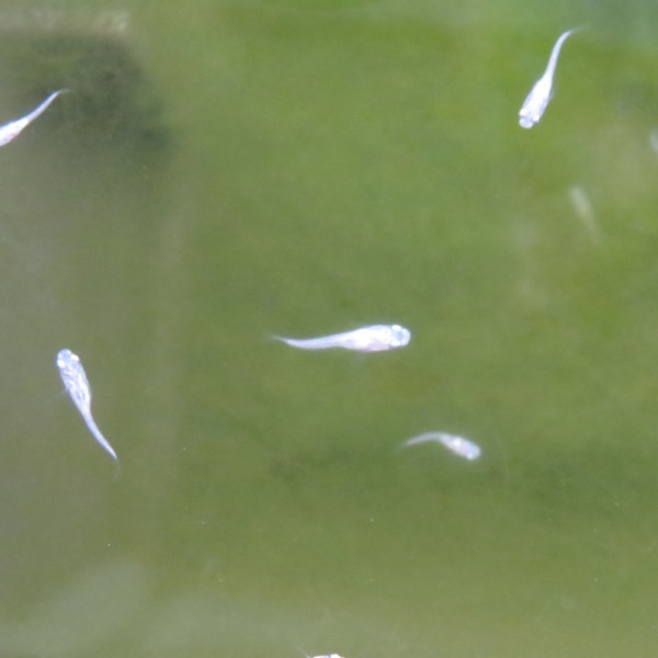 白メダカの稚魚の中に青メダカの稚魚発見 虎ノ門虎之助のベランダ ラボラトリー Ft メダカ
