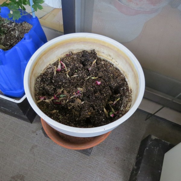秋から冬へ 冬越しの準備 虎ノ門虎之助のベランダ ラボラトリー Ft メダカ