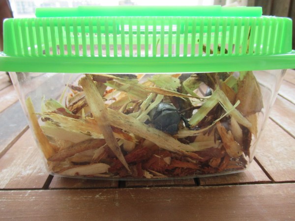 大特価 スーパーでシーズン最後のカブトムシ販売 虎ノ門虎之助のベランダ ラボラトリー Ft メダカ