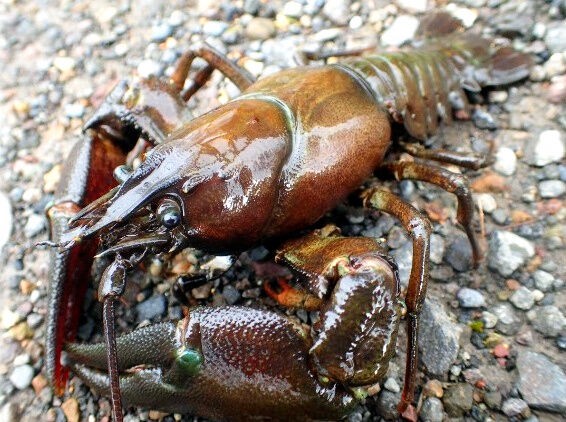 ザリガニが動かない ひっくり返る 横向きで水面に浮くなどの話 虎ノ門虎之助のベランダ ラボラトリー Ft メダカ