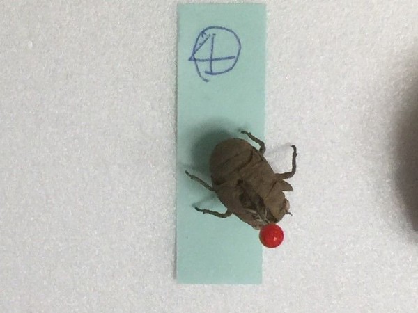 セミの抜け殻から セミの種類を区別するには こどもエコちゃんずクラブ 第4回 セミの観察研修に参加してきました とらのすけブログ