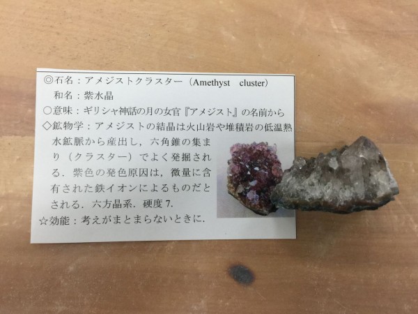 巨大なタカハシホタテの化石をゲット 沼田町の化石館で化石発掘体験をしてきました とらのすけブログ