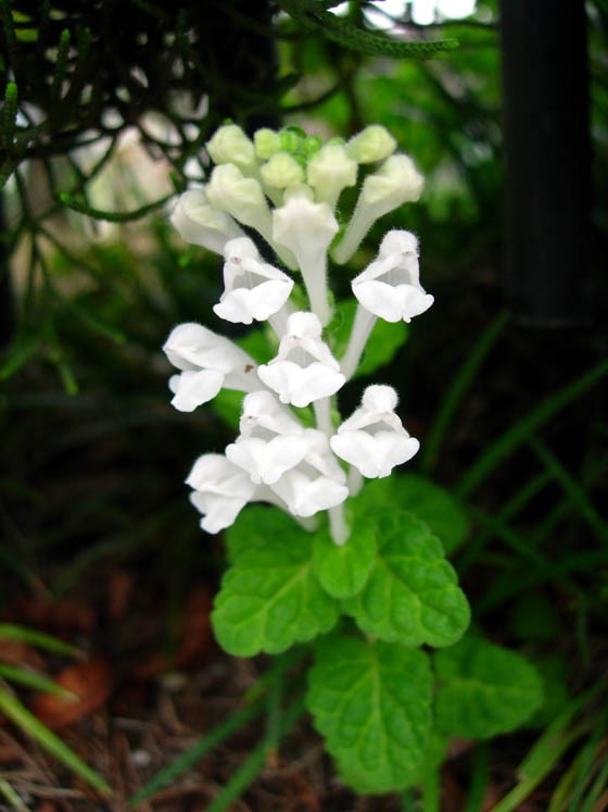 立浪草 たつなみそう 寅太郎の雑記帳