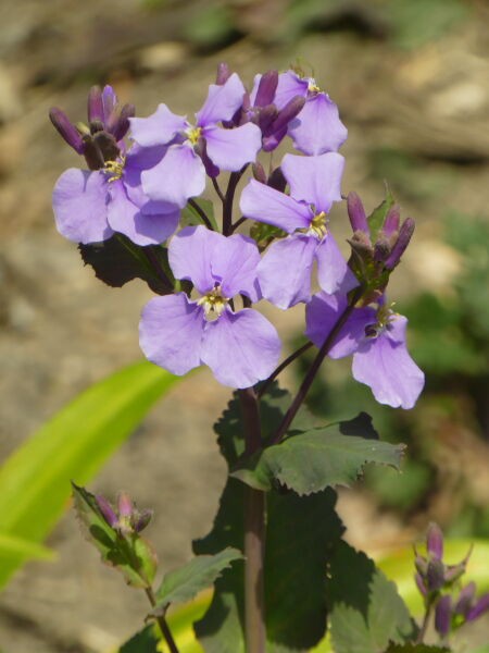 大紫羅欄花 おおあらせいとう 寅太郎の雑記帳
