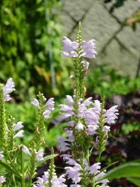花虎ノ尾 はなとらのお 寅太郎の雑記帳