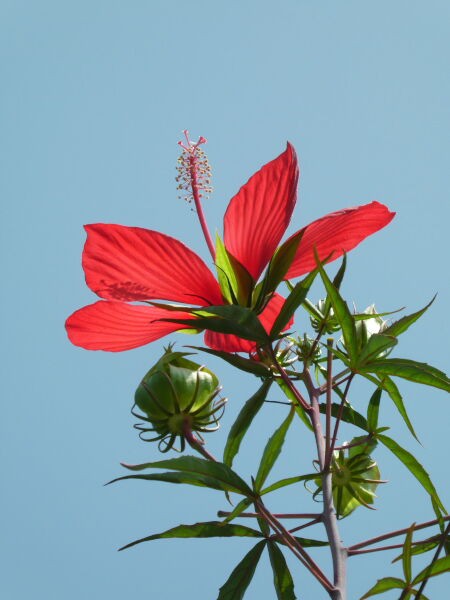 紅葉葵 もみじあおい 寅太郎の雑記帳