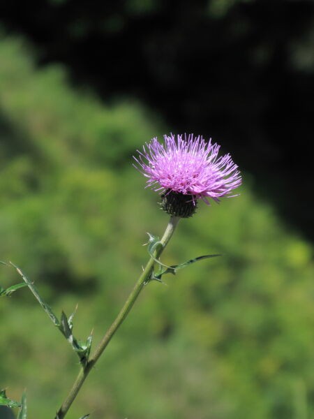 薊 あざみ 寅太郎の雑記帳